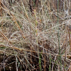 Lyperanthus suaveolens at Belconnen, ACT - suppressed