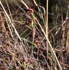 Lyperanthus suaveolens at Belconnen, ACT - suppressed