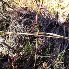 Lyperanthus suaveolens at Belconnen, ACT - suppressed