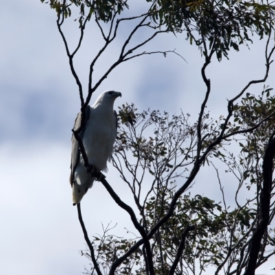 Haliaeetus leucogaster (White-bellied Sea-Eagle) at Yarrow, NSW - 2 Oct 2023 by jb2602