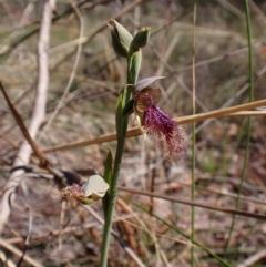 Calochilus platychilus at Belconnen, ACT - suppressed