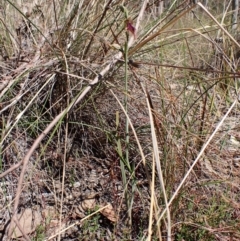 Calochilus platychilus at Belconnen, ACT - suppressed