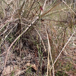 Calochilus platychilus at Belconnen, ACT - suppressed