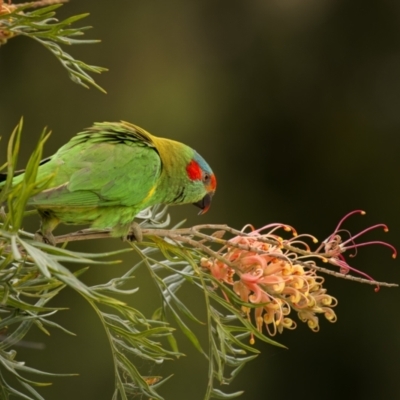 Glossopsitta concinna (Musk Lorikeet) at Bega, NSW - 2 Oct 2023 by trevsci