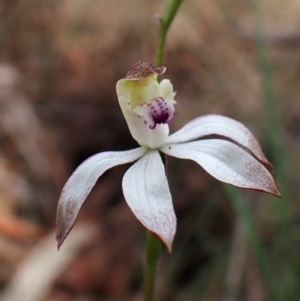 Caladenia moschata at Belconnen, ACT - suppressed