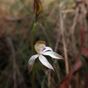 Caladenia moschata at Belconnen, ACT - suppressed