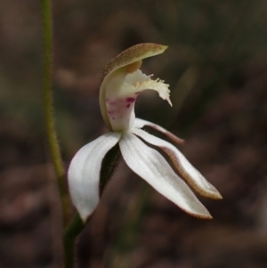 Caladenia moschata at Belconnen, ACT - suppressed