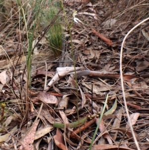 Caladenia moschata at Belconnen, ACT - suppressed