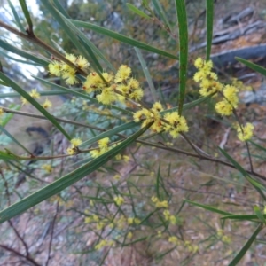 Acacia dawsonii at Carwoola, NSW - 2 Oct 2023 04:21 PM