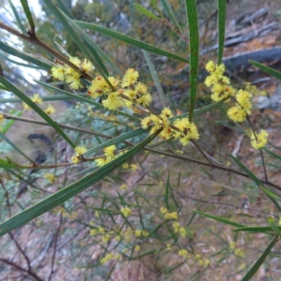 Acacia dawsonii (Dawson's Wattle) at Carwoola, NSW - 2 Oct 2023 by MatthewFrawley