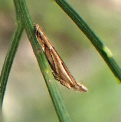 Eutorna tricasis (A Depressariid moth) at Aranda Bushland - 2 Oct 2023 by CathB