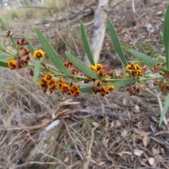Daviesia mimosoides subsp. mimosoides at Carwoola, NSW - 2 Oct 2023 04:40 PM