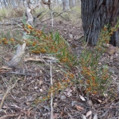 Daviesia mimosoides subsp. mimosoides at Carwoola, NSW - 2 Oct 2023 04:40 PM