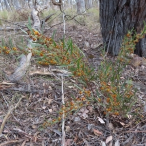 Daviesia mimosoides subsp. mimosoides at Carwoola, NSW - 2 Oct 2023 04:40 PM