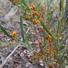 Daviesia mimosoides subsp. mimosoides at Carwoola, NSW - 2 Oct 2023 04:40 PM