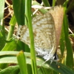 Lampides boeticus (Long-tailed Pea-blue) at Stony Creek - 3 Oct 2023 by JohnBundock