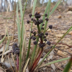 Lomandra multiflora at Carwoola, NSW - 2 Oct 2023 04:59 PM