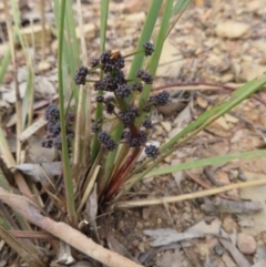 Lomandra multiflora at Carwoola, NSW - 2 Oct 2023 04:59 PM