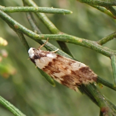 Philenora irregularis (Lithosiini) at Belconnen, ACT - 3 Oct 2023 by CathB