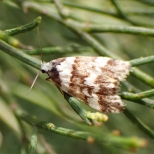 Philenora irregularis at Belconnen, ACT - 3 Oct 2023