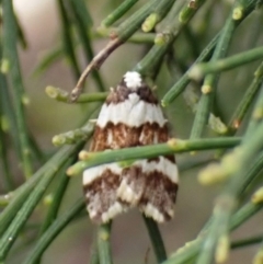 Philenora irregularis at Belconnen, ACT - 3 Oct 2023