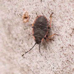 Diemenia rubromarginata (Pink-margined bug) at Acton, ACT - 3 Oct 2023 by ConBoekel