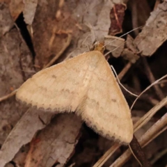 Scopula rubraria (Reddish Wave, Plantain Moth) at Acton, ACT - 3 Oct 2023 by ConBoekel