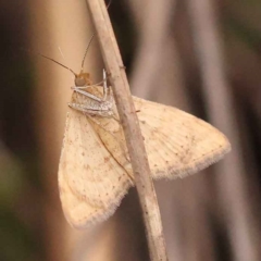 Scopula rubraria at Acton, ACT - 3 Oct 2023 08:06 AM