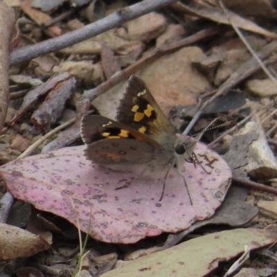 Trapezites phigalia (Heath Ochre) at Carwoola, NSW - 2 Oct 2023 by MatthewFrawley