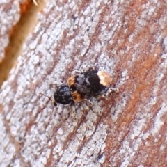 Pseudostoreus placitus at Aranda Bushland - 2 Oct 2023 by CathB