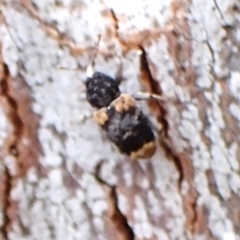 Pseudostoreus placitus at Belconnen, ACT - 3 Oct 2023