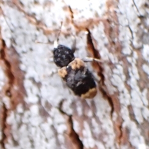 Pseudostoreus placitus at Belconnen, ACT - 3 Oct 2023