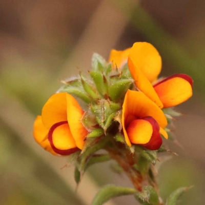 Pultenaea procumbens (Bush Pea) at Caladenia Forest, O'Connor - 2 Oct 2023 by ConBoekel