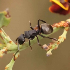 Polyrhachis phryne (A spiny ant) at Acton, ACT - 3 Oct 2023 by ConBoekel