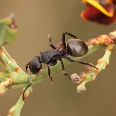 Polyrhachis phryne (A spiny ant) at Caladenia Forest, O'Connor - 2 Oct 2023 by ConBoekel
