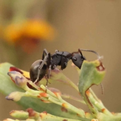 Polyrhachis phryne at Acton, ACT - 3 Oct 2023