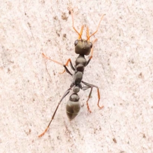 Myrmecia sp., pilosula-group at Acton, ACT - 3 Oct 2023