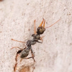 Myrmecia sp., pilosula-group at Acton, ACT - 3 Oct 2023