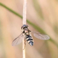 Syrphini sp. (tribe) (Unidentified syrphine hover fly) at Caladenia Forest, O'Connor - 2 Oct 2023 by ConBoekel