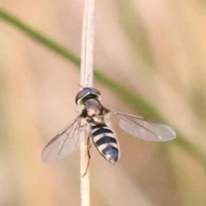 Syrphini sp. (tribe) at Caladenia Forest, O'Connor - 3 Oct 2023