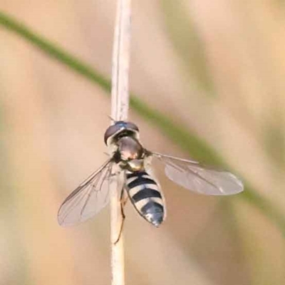 Syrphini sp. (tribe) (Unidentified syrphine hover fly) at Acton, ACT - 2 Oct 2023 by ConBoekel