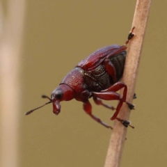 Euops sp. (genus) (A leaf-rolling weevil) at Caladenia Forest, O'Connor - 2 Oct 2023 by ConBoekel