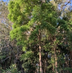 Unidentified Other Tree at Wellington Point, QLD - 29 Sep 2023 by UserKC