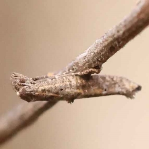 Epermenia exilis at Acton, ACT - 3 Oct 2023