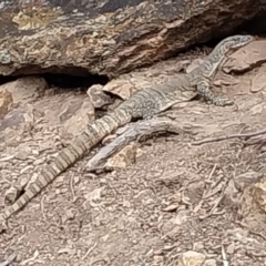 Varanus rosenbergi (Heath or Rosenberg's Monitor) at Majura, ACT - 3 Oct 2023 by Anthonybburgess