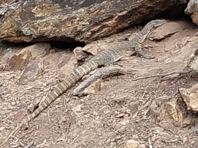 Varanus rosenbergi (Heath or Rosenberg's Monitor) at Majura, ACT - 3 Oct 2023 by Anthonybburgess