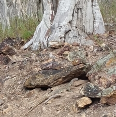 Varanus rosenbergi at Majura, ACT - suppressed