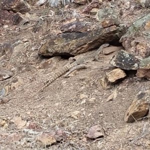 Varanus rosenbergi at Majura, ACT - 3 Oct 2023