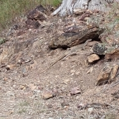 Varanus rosenbergi at Majura, ACT - suppressed