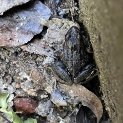 Limnodynastes peronii (Brown-striped Frog) at Rivett, ACT - 30 Sep 2023 by CaraLouise